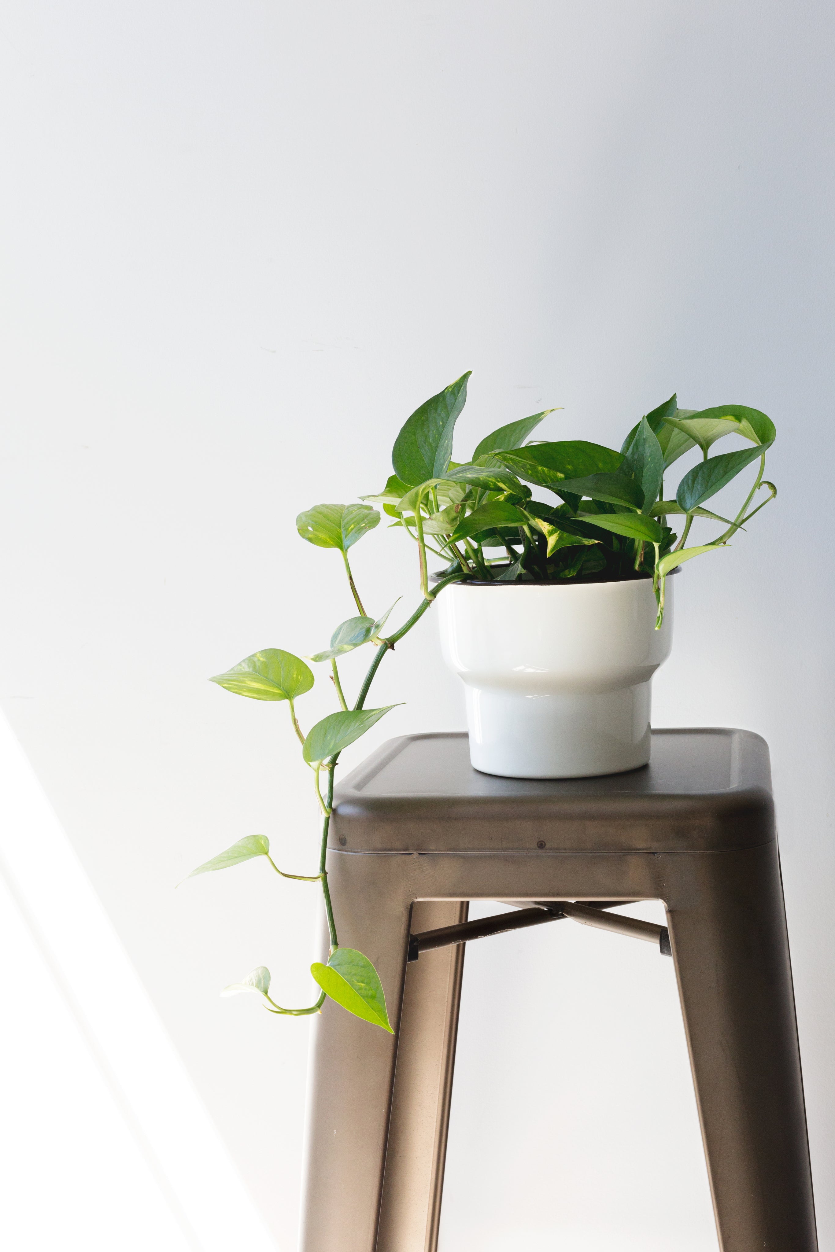 Plants & Planters